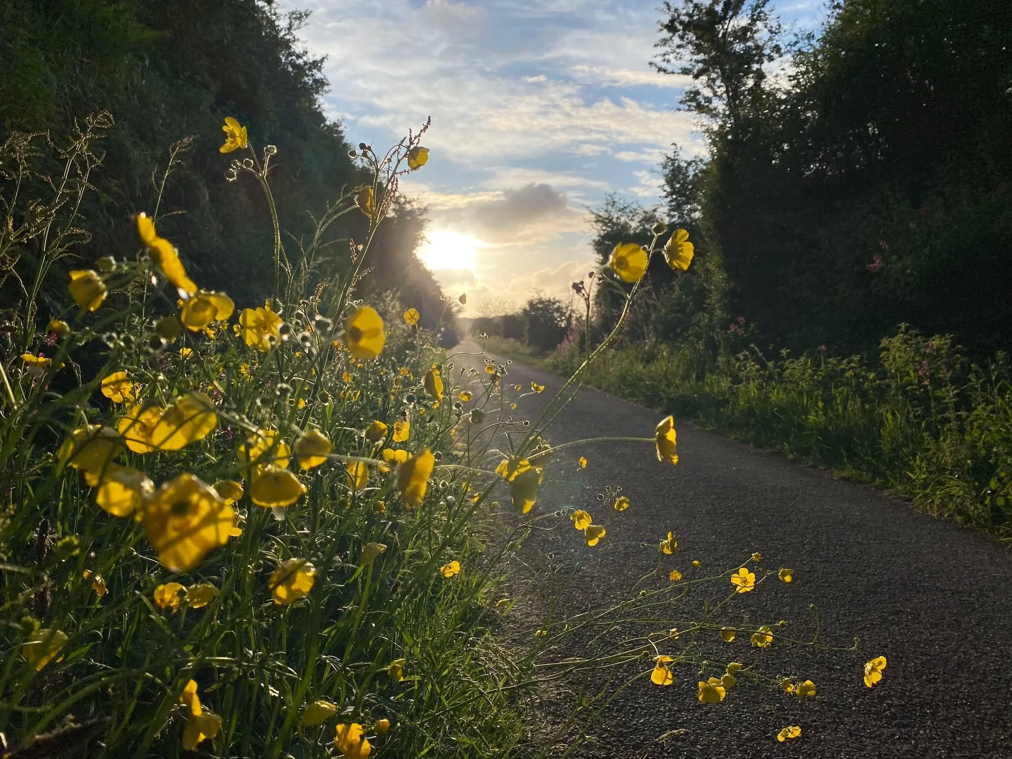 That light through the cuttings first thing in the morning &mdash; literally Stunning! ☀

May is such a special month on the trail. Everything's growing, the air smells incredible, and if you're out early enough you've practically got the whole place