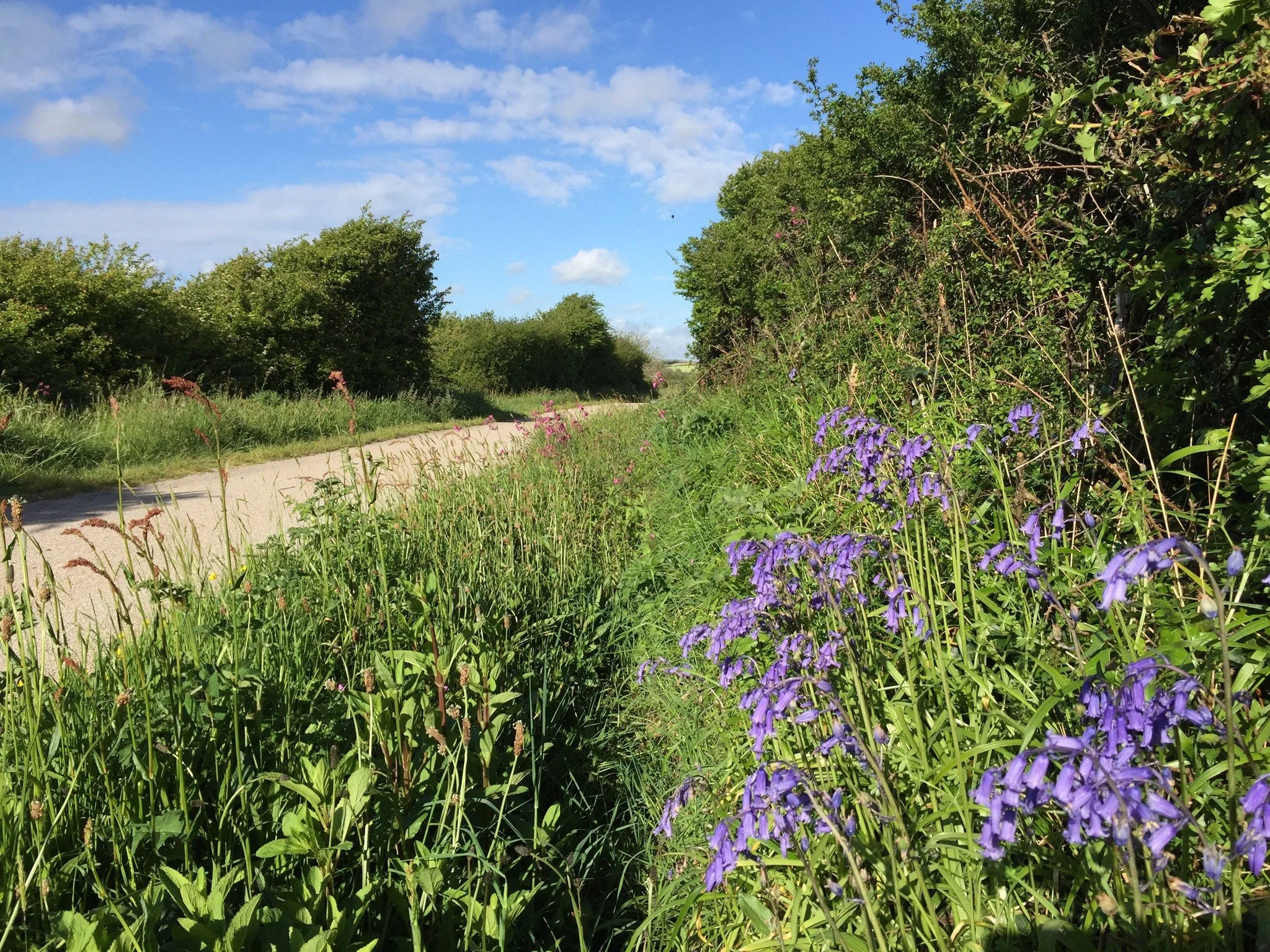 Catch them while you can! 💙 A few bluebells still showing off along the trail - nature's way of saying summer's here but spring's not quite done yet. These little beauties won't hang around forever, so book your ride today! 

📞 01208 813050 | 🌐 ww