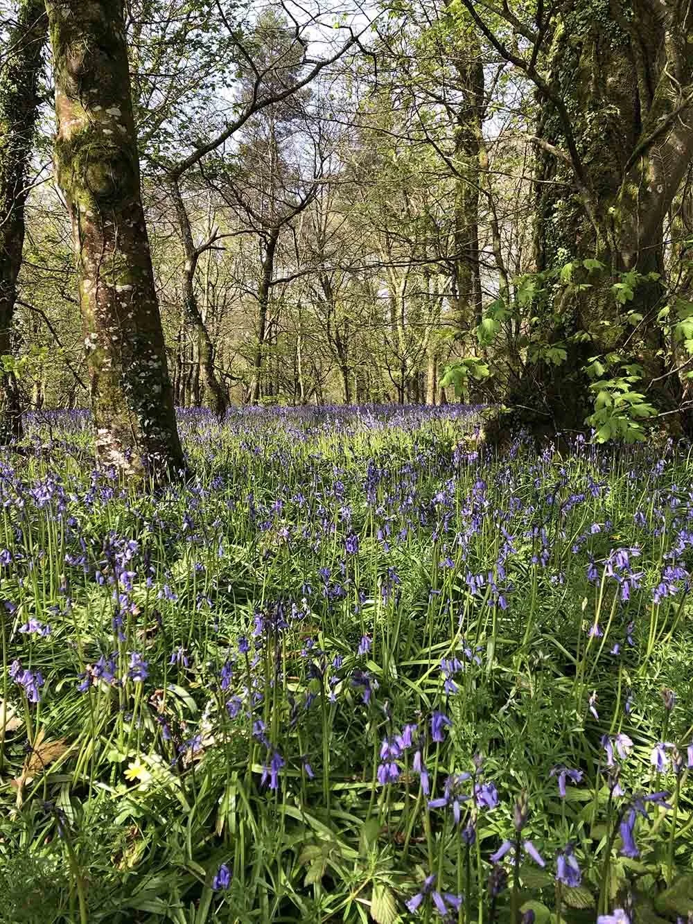 Blue Bell Woods on the Camel Trail