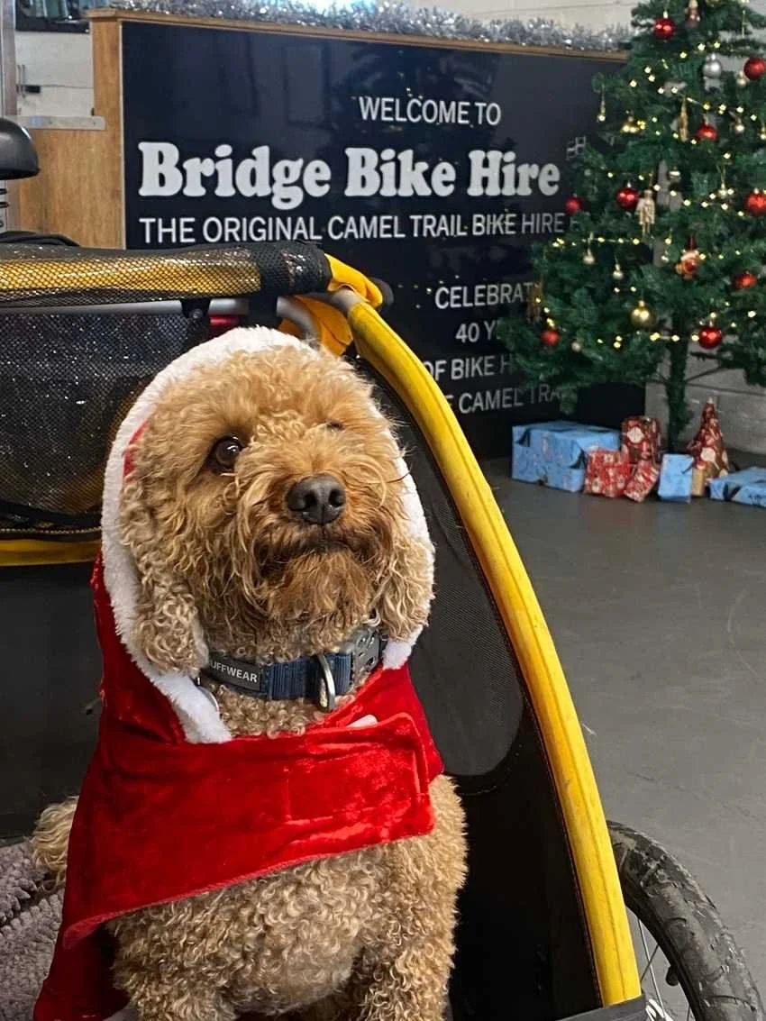 Dog dressed up for Christmas at Bridge Bike HIre