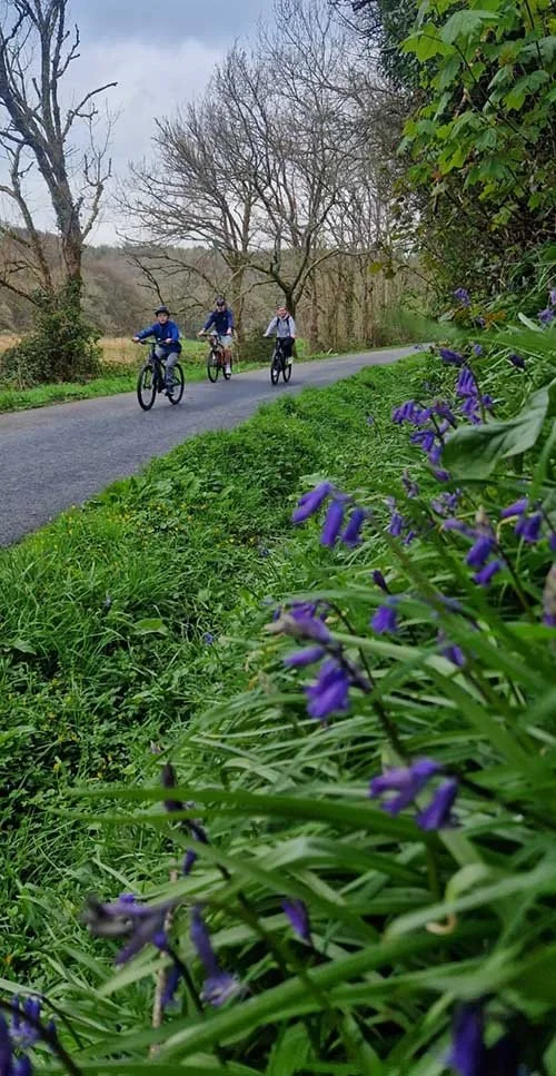 Family cycle past bluebells on the Camel Trail