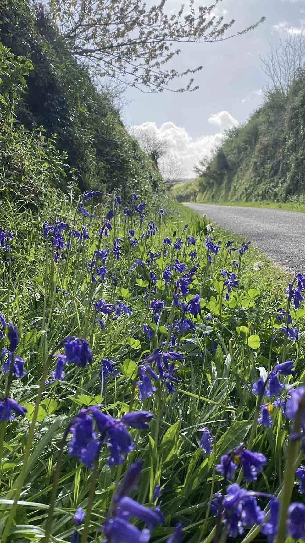 Bluebells on the Camel Trail
