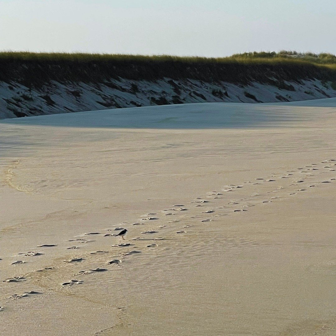 Beach tracks 🤍