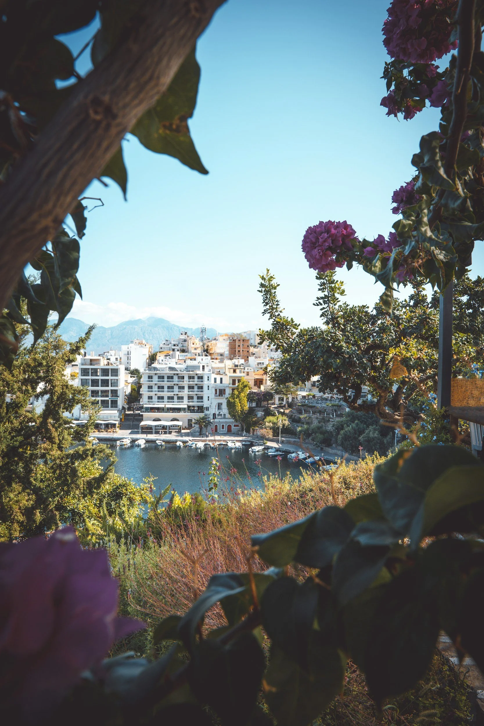 Scenic view of a harbor with boats, buildings, and mountains in the background, framed by pink flowers and green foliage in the foreground.
