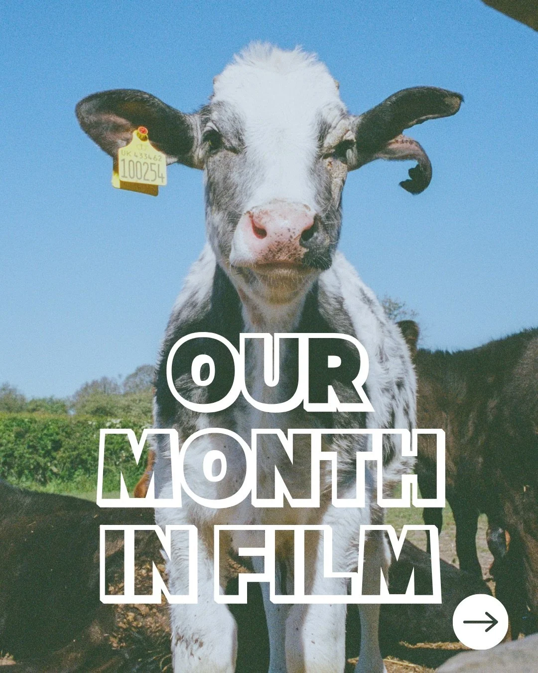 It&rsquo;s that time of the month! 🐮 

Some moments captured in 35mm film. 

@kellyyoung_personalestateagent 
@idris_estates 
@llestatesltd 
@benayre_tauk 
@iwanfonestateagent