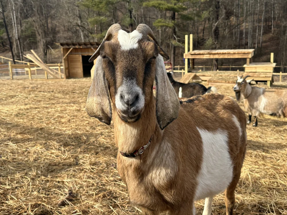 Why Farm Animals? | Support Farm Animal Rescue Today — Blue Ridge ...