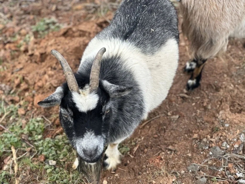 Become a Barn Buddy — Blue Ridge Rescue Barn