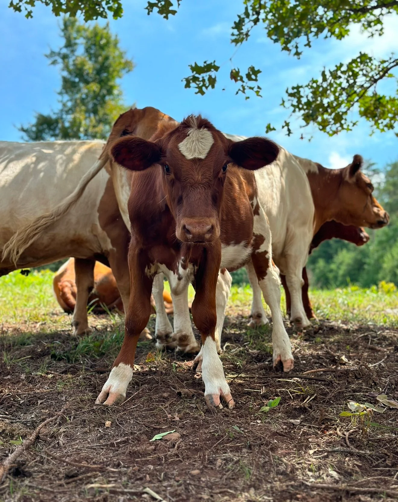 Animal Ridger Blue Ridge Rescue Barn | Help Farm Animals Today — Join Us