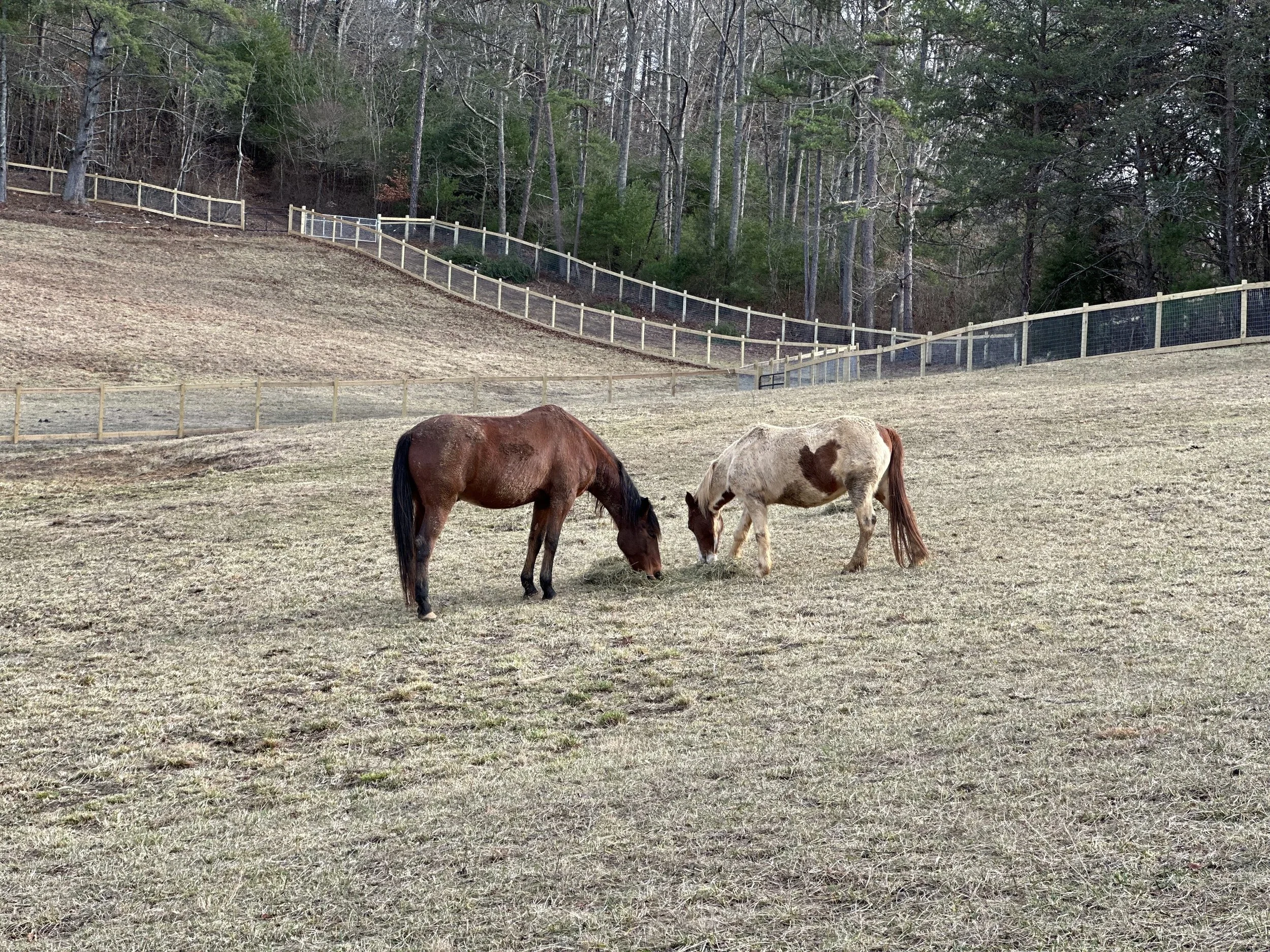Adopt — Blue Ridge Rescue Barn