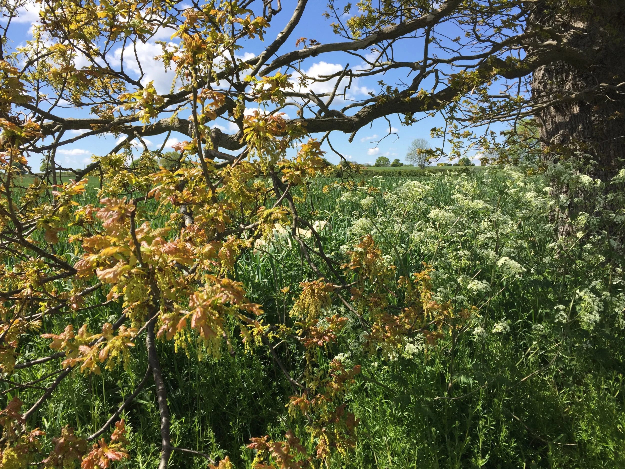 Development Framework Adopted 