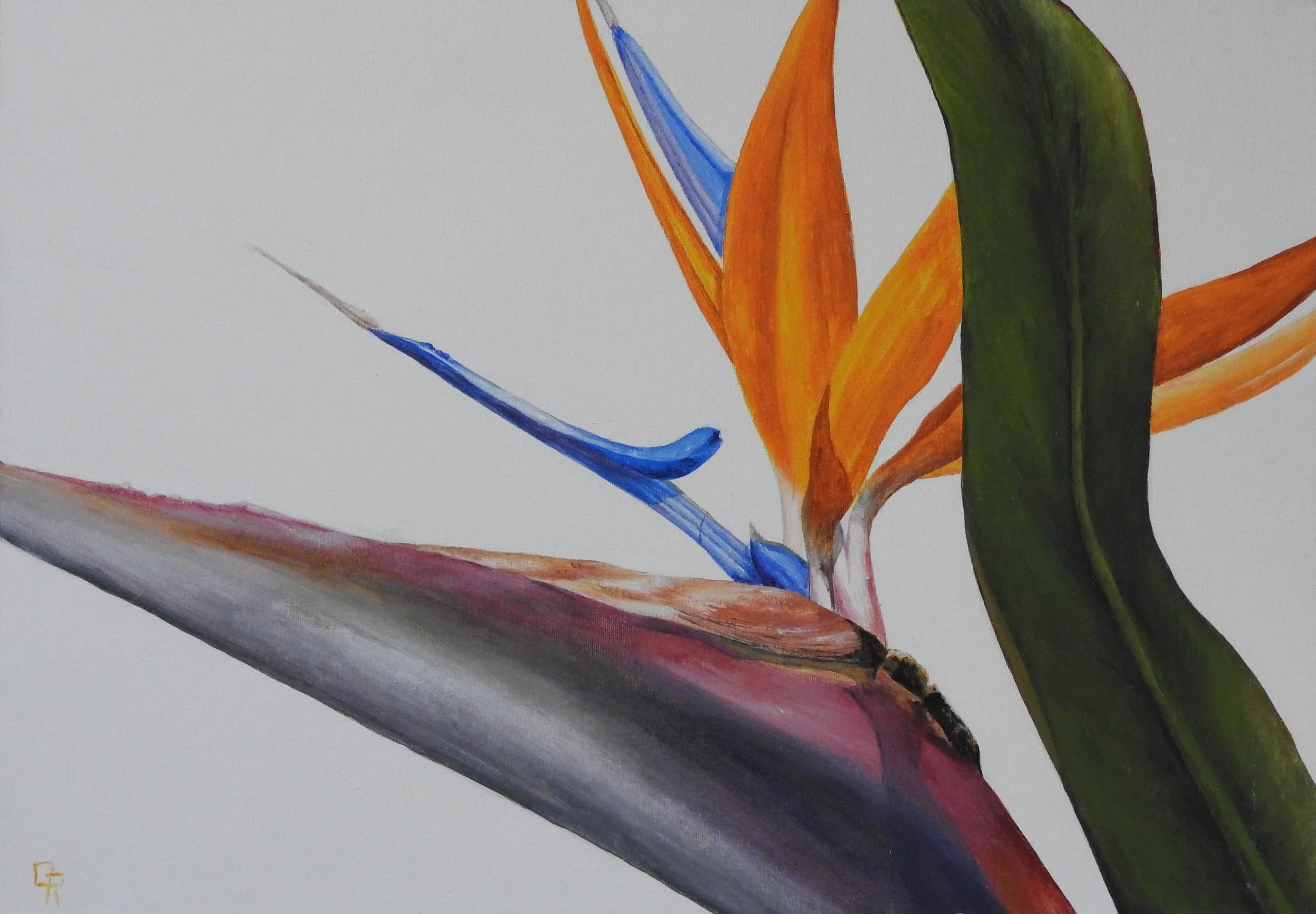 Bird of Paradise (14 x 18, acrylic - AVAILABLE $200.00 CAN) 
