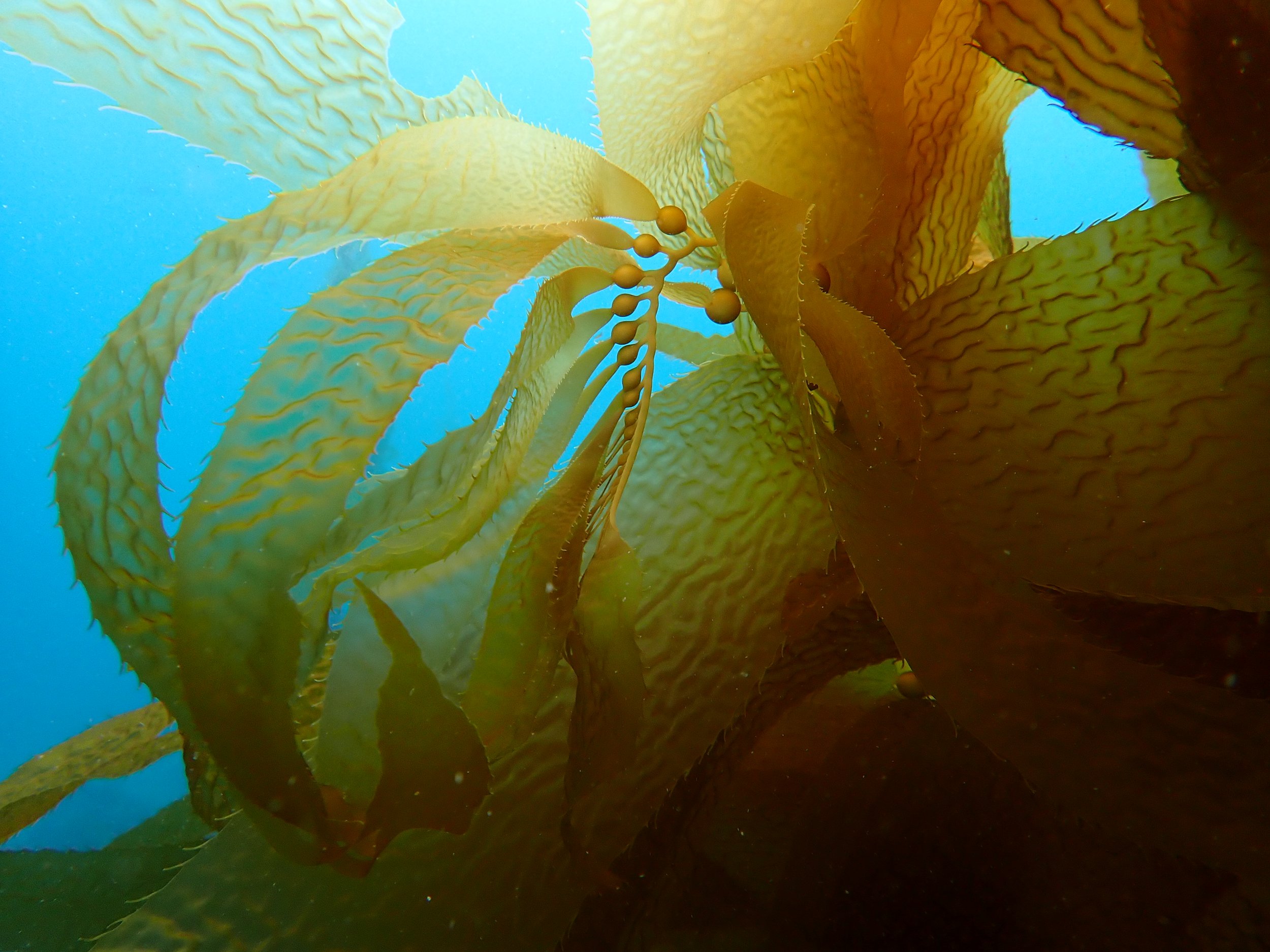 The apical meristem of kelp. This is the "growth center" of kelp where it splits and becomes a blade or a stipe.