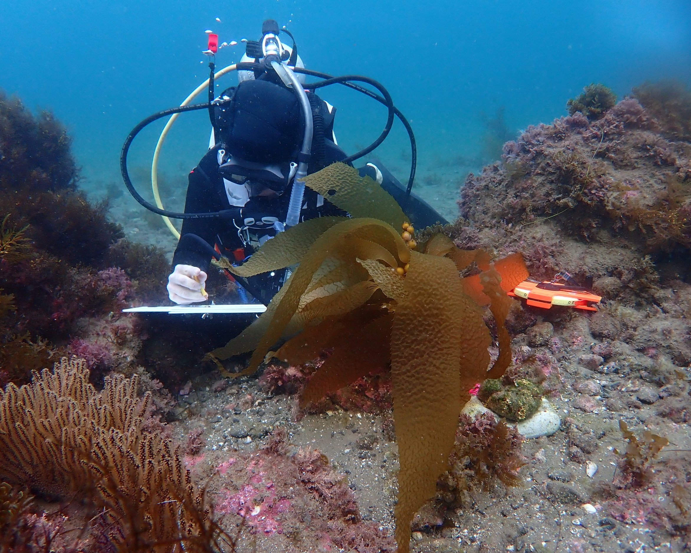 A diver records the growth rate, precise location and other information about a kelp recruit.
