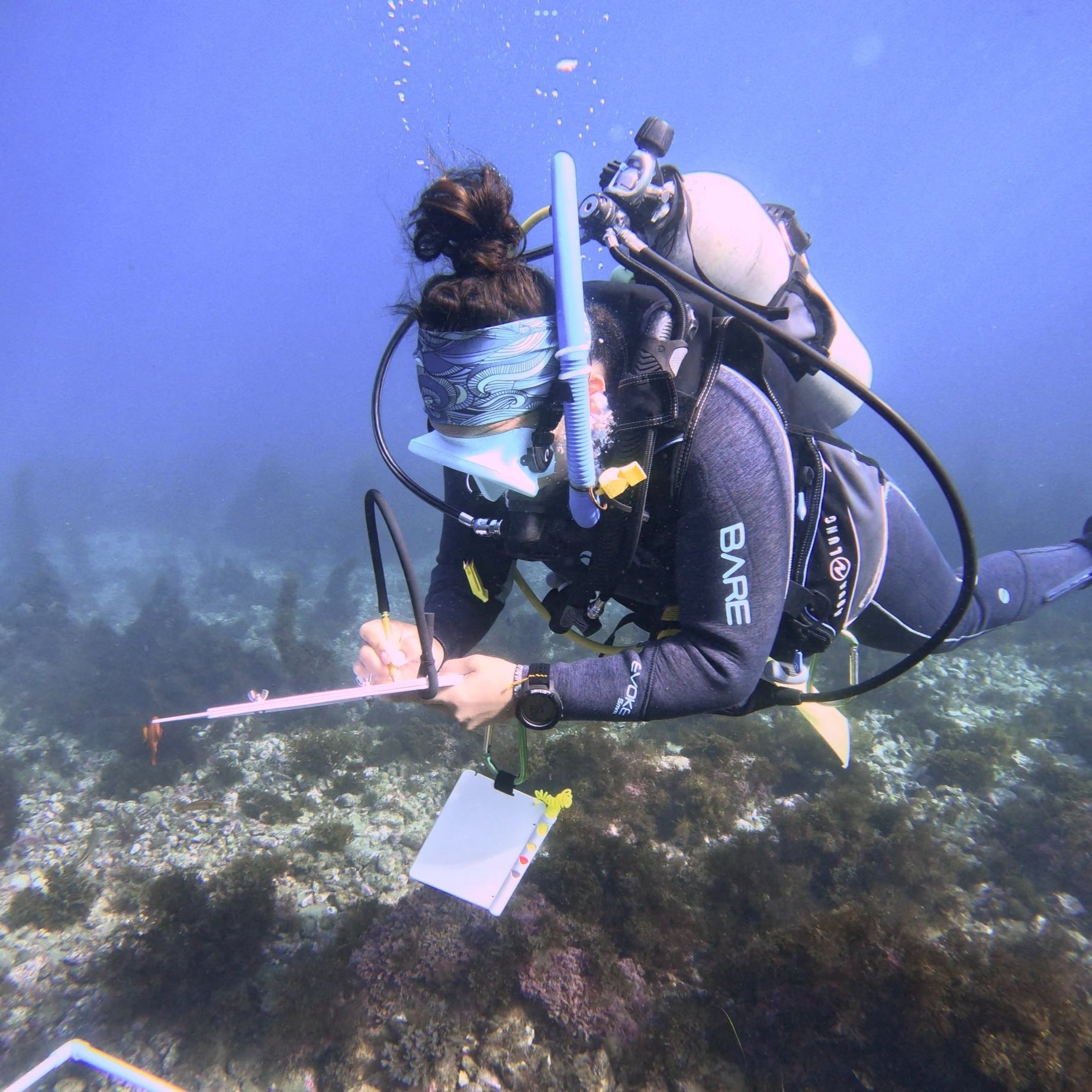 A diver surveys collects monitoring data for CIMI Kelp Restoration.