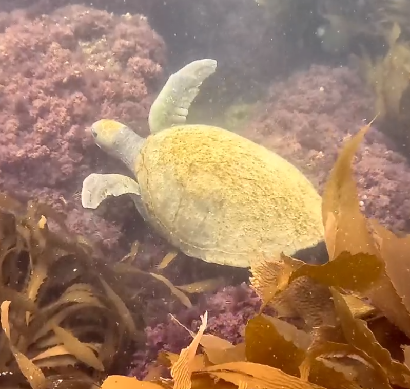 Spotting Sea Turtles Around Catalina: How to Help Identify Our Local Visitors 