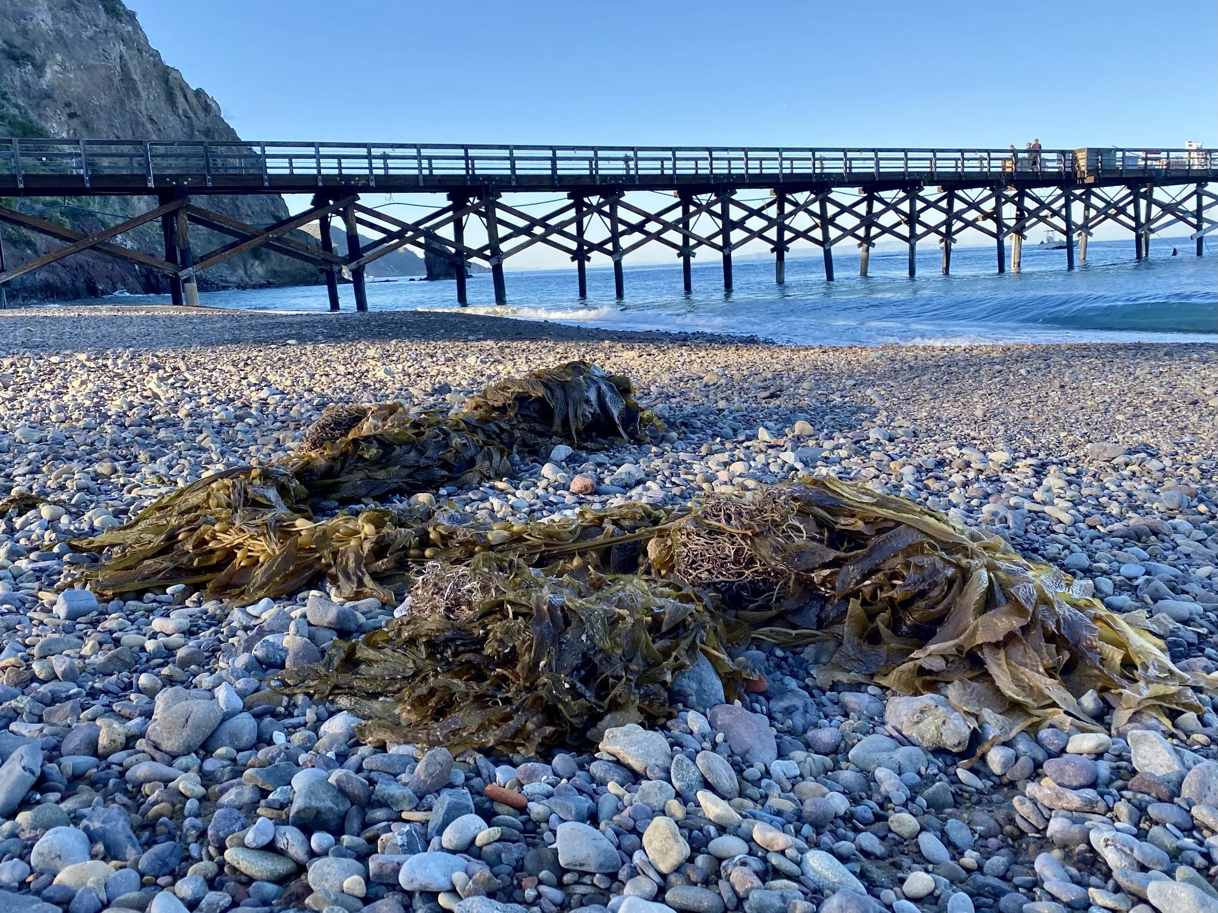 Recorded Waves and Washed-Up Kelp: What January’s Santa Ana Wind Storm Left Behind