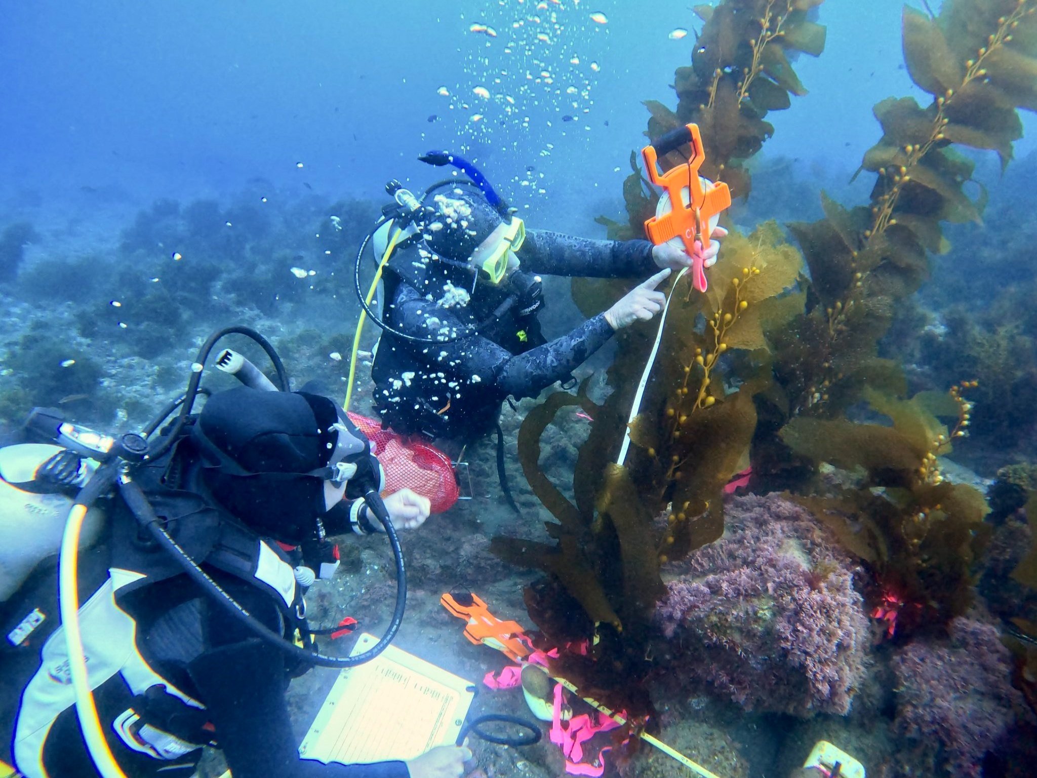 A team of divers measures the growth of natural kelp recruits.