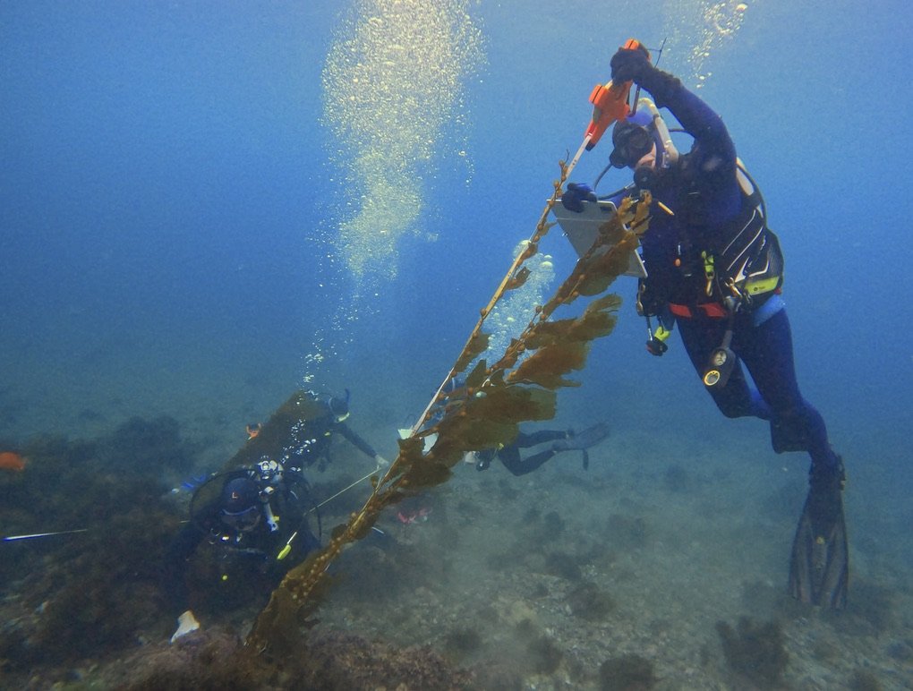 A team of divers measures the length of kelp.
