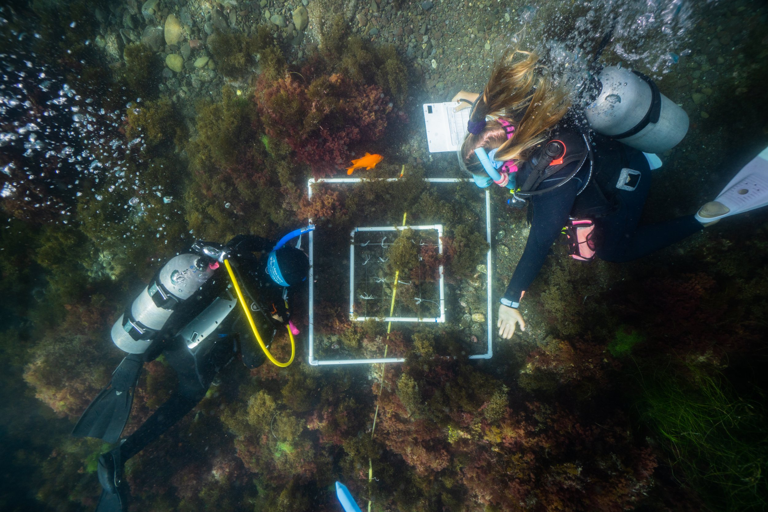 A team of divers conducts observations within an underwater quadrat.