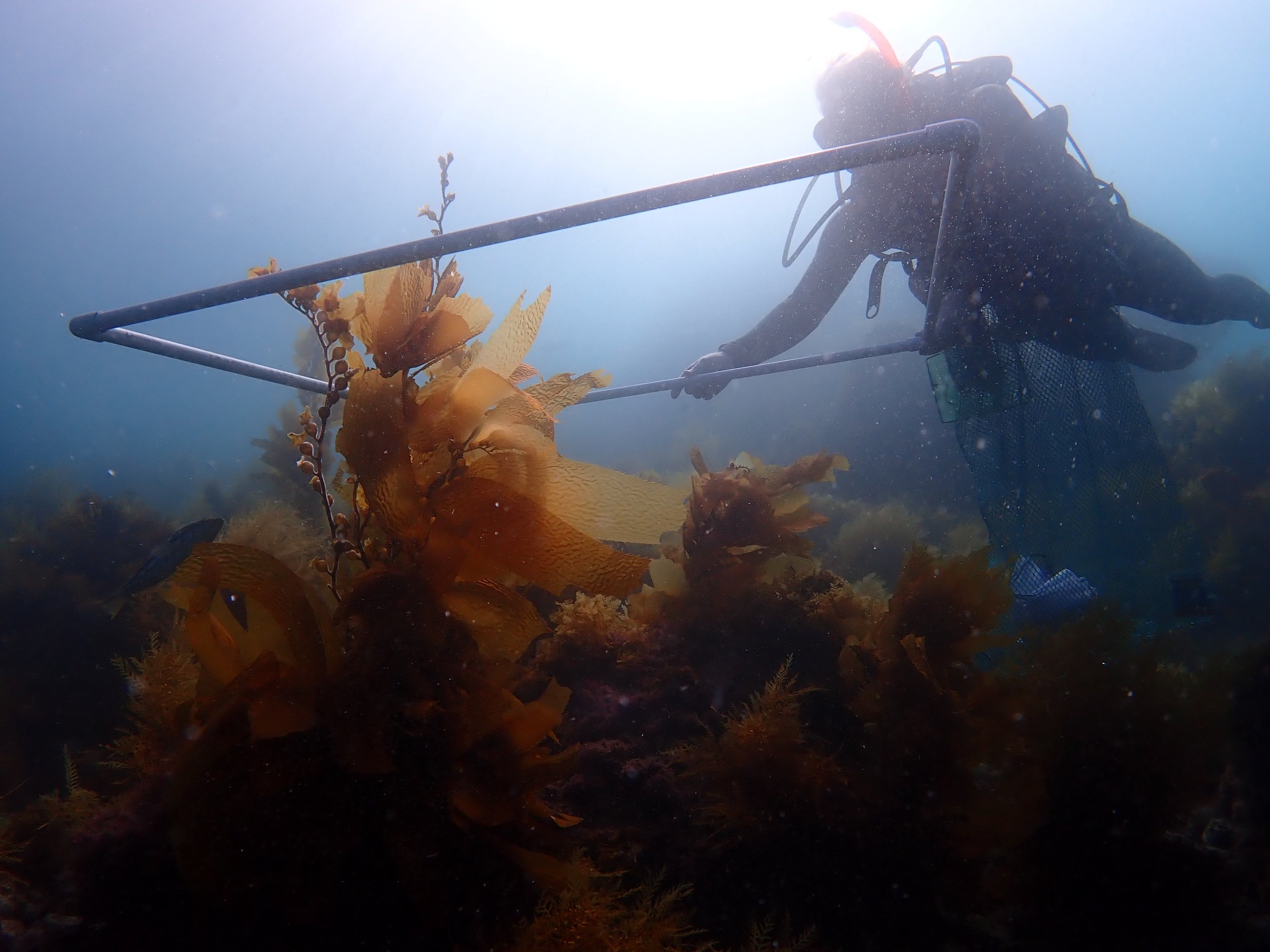 A diver places a quadrat over kelp.