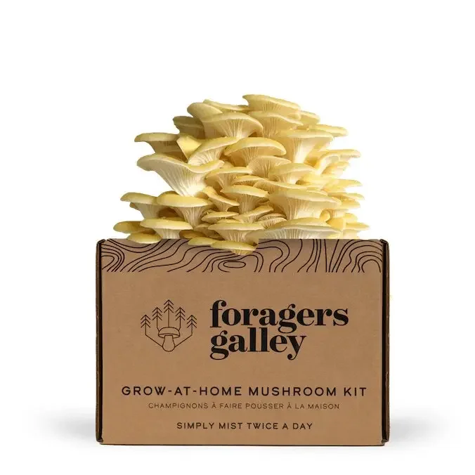 Golden Oyster Mushroom Grow-At-Home Kit