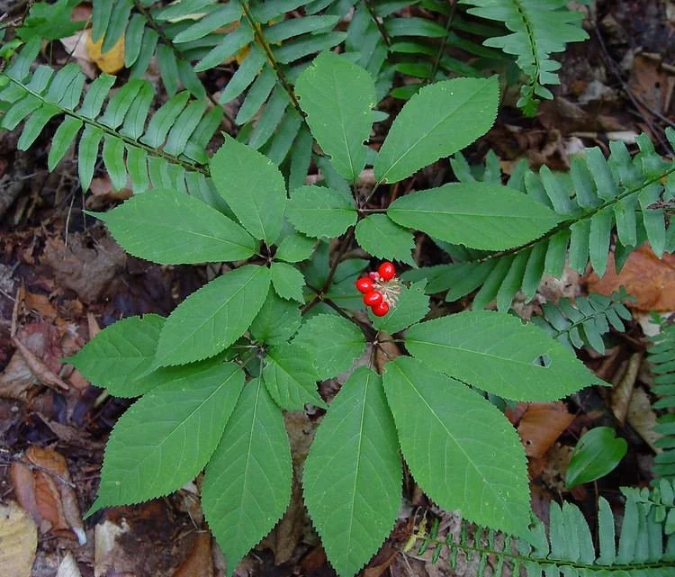 american-ginseng-88455a4b-4578-4a75-b57e-0a9ceeae66e-resize-750.jpeg