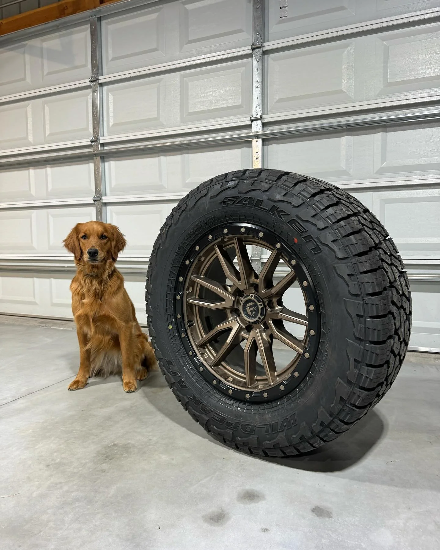 Shop dogs &gt;
&mdash;
Quick tire swap and rebalance!
&mdash;
#tires #tireswap #falken #falkenat3w #at3w #wildpeak #rebel #fuelwheels #bronzewheels #20s #shopdog #golden #mekanik