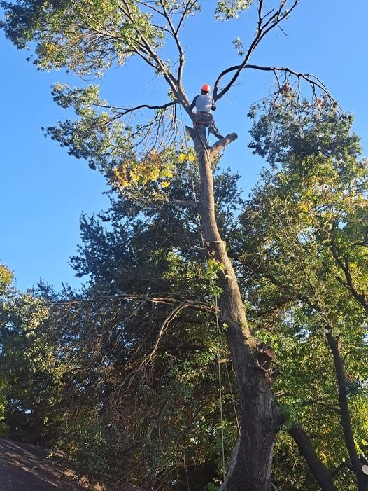 Tree2.jpg