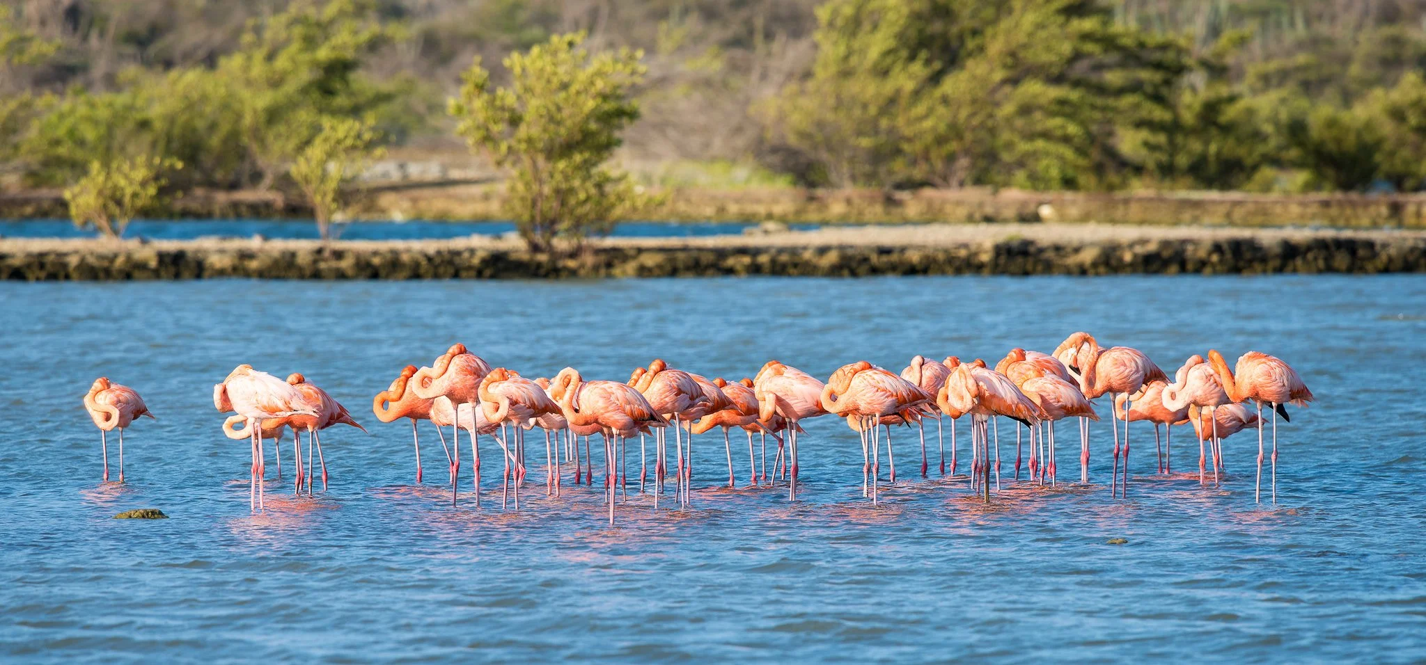A group of pink flamingos standing in shallow water near a shoreline with trees and greenery in the background.