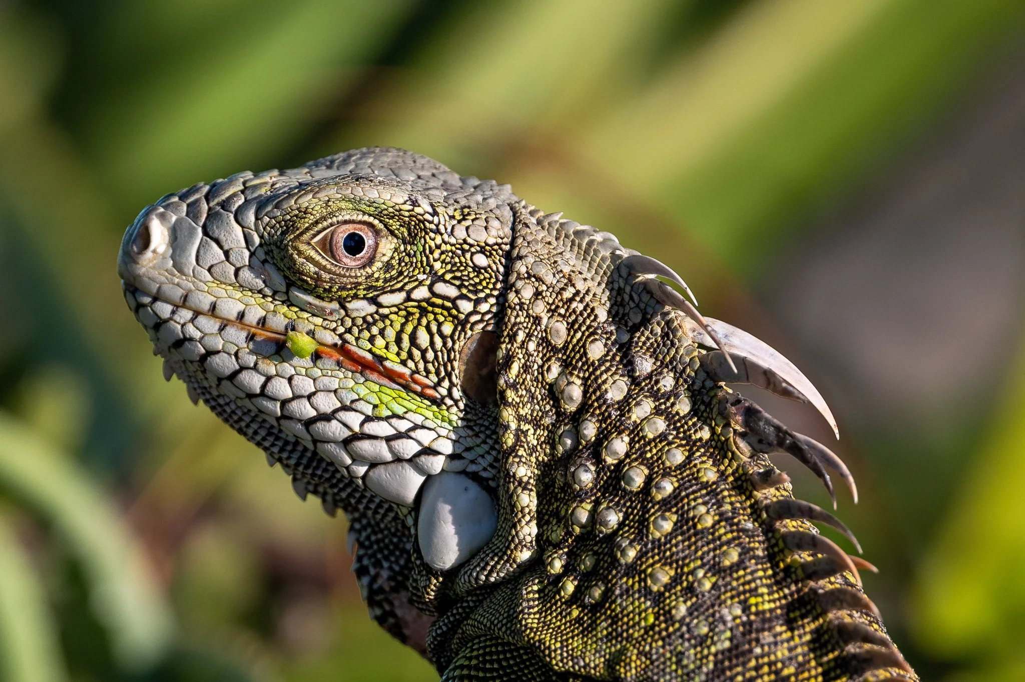 Close-up of a green and yellow iguana with spines along its back, set against a blurred green background.