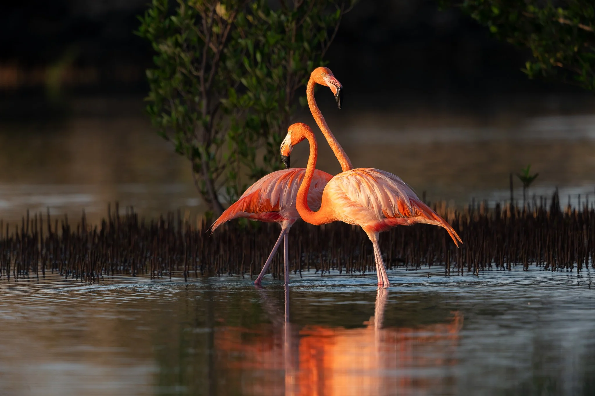 Two flamingos standing in shallow water with a background of greenery and a dark, blurred landscape.