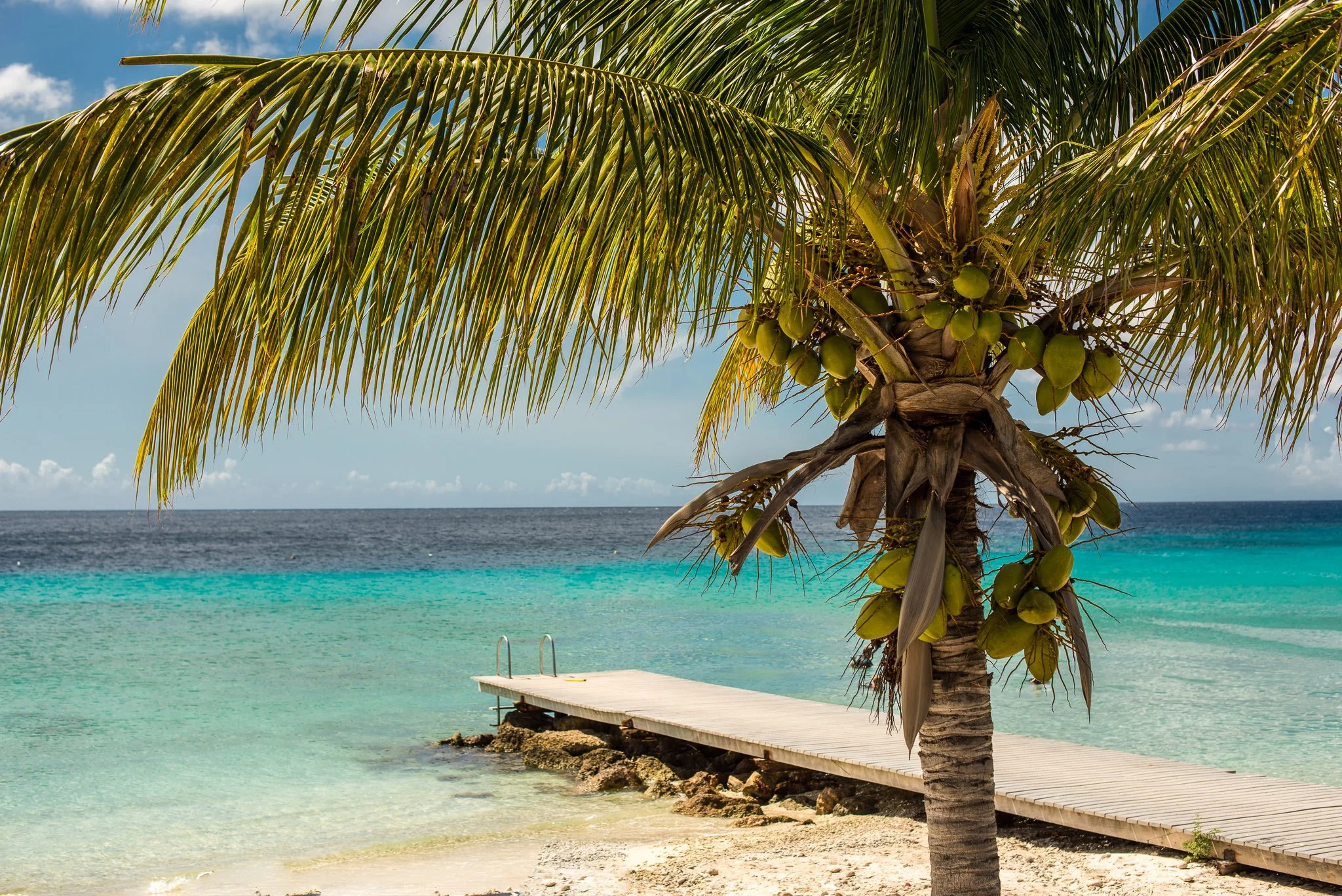A tropical beach scene featuring a coconut palm tree in the foreground, a wooden dock extending into the turquoise water, and a clear sky with some clouds in the background.