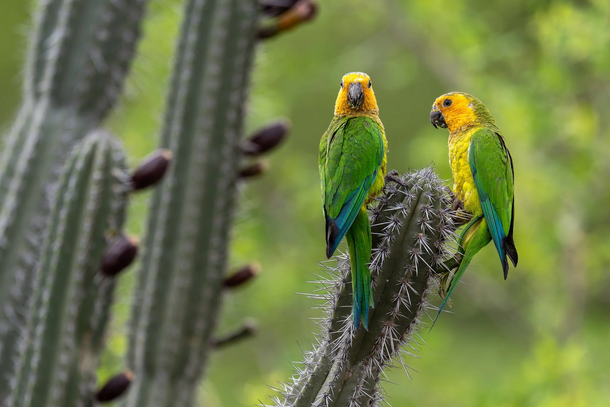 Two green and yellow parrots perched on a cactus plant with spines, in a lush green environment.
