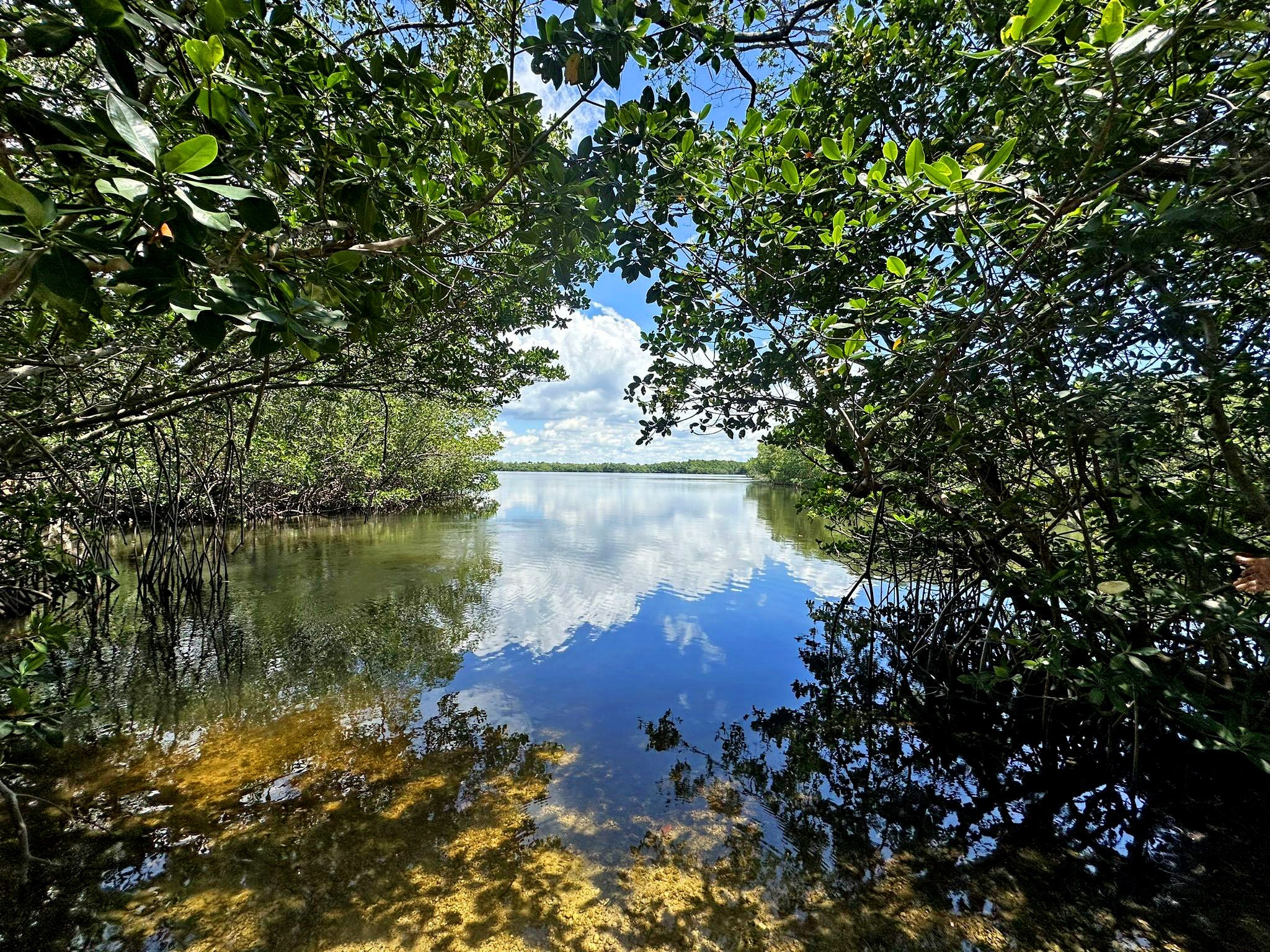 Scenic view through mangroves with clear water reflecting blue sky and clouds, lush greenery framing the natural landscape.