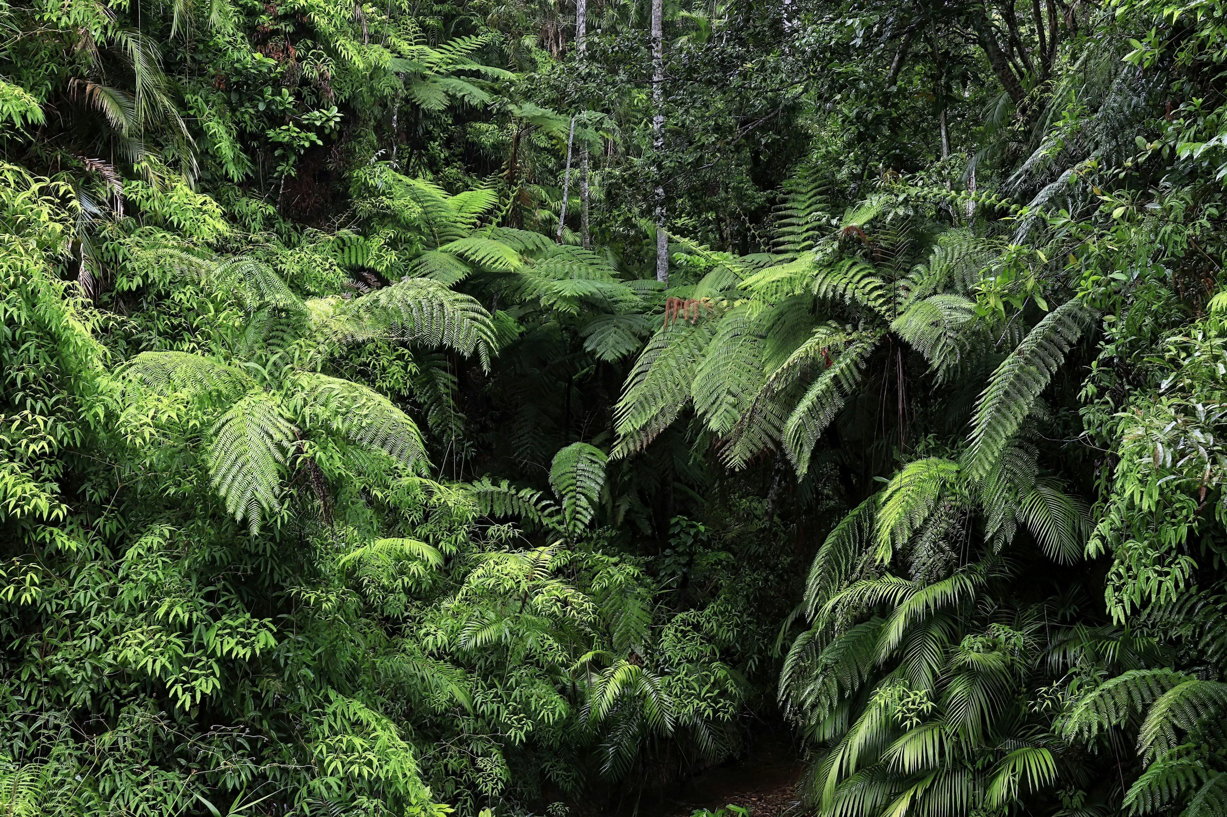 Dense tropical rainforest with lush green ferns and various trees.