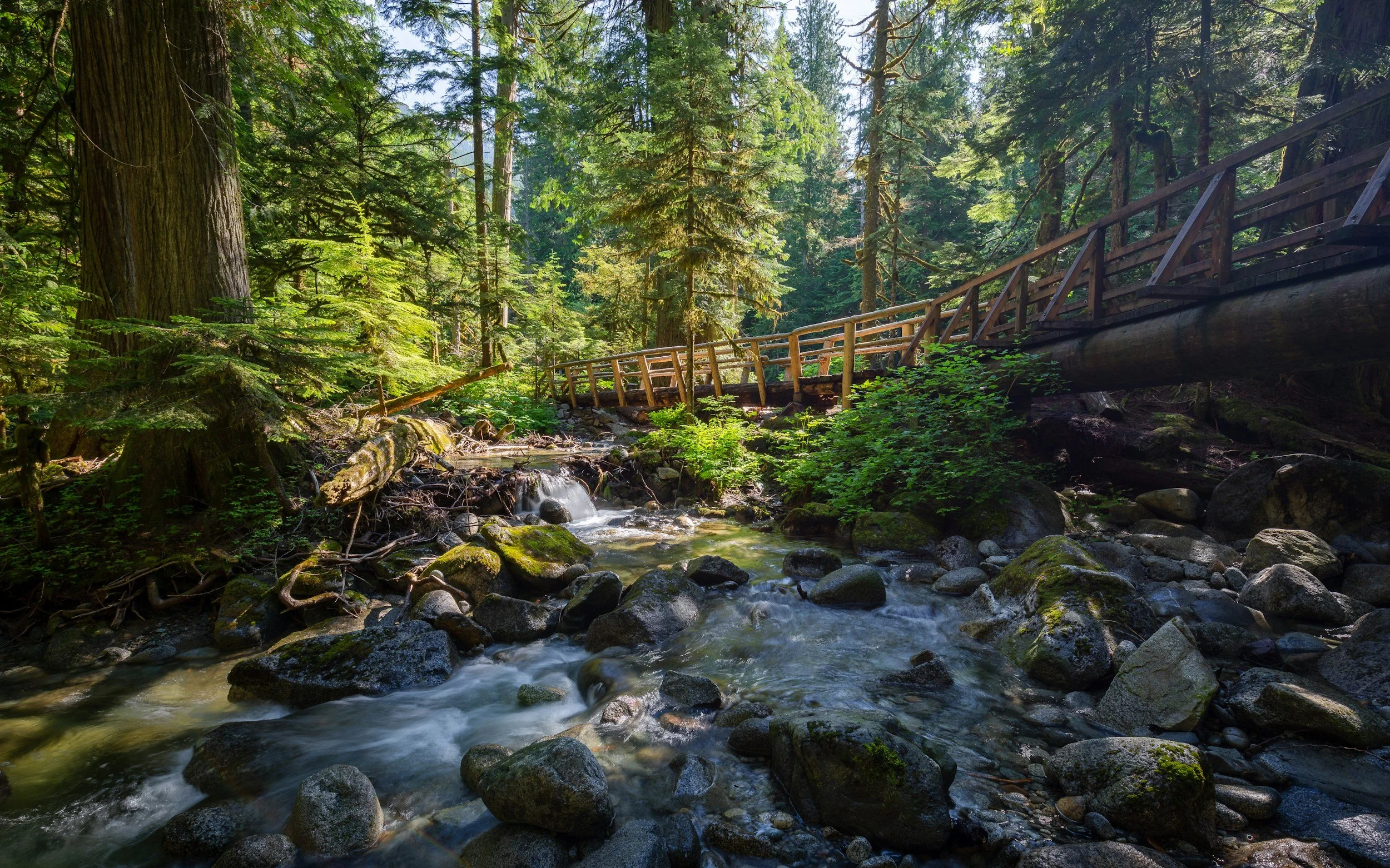 A forest scene with a small rushing stream, large trees, and a wooden bridge crossing over the water.