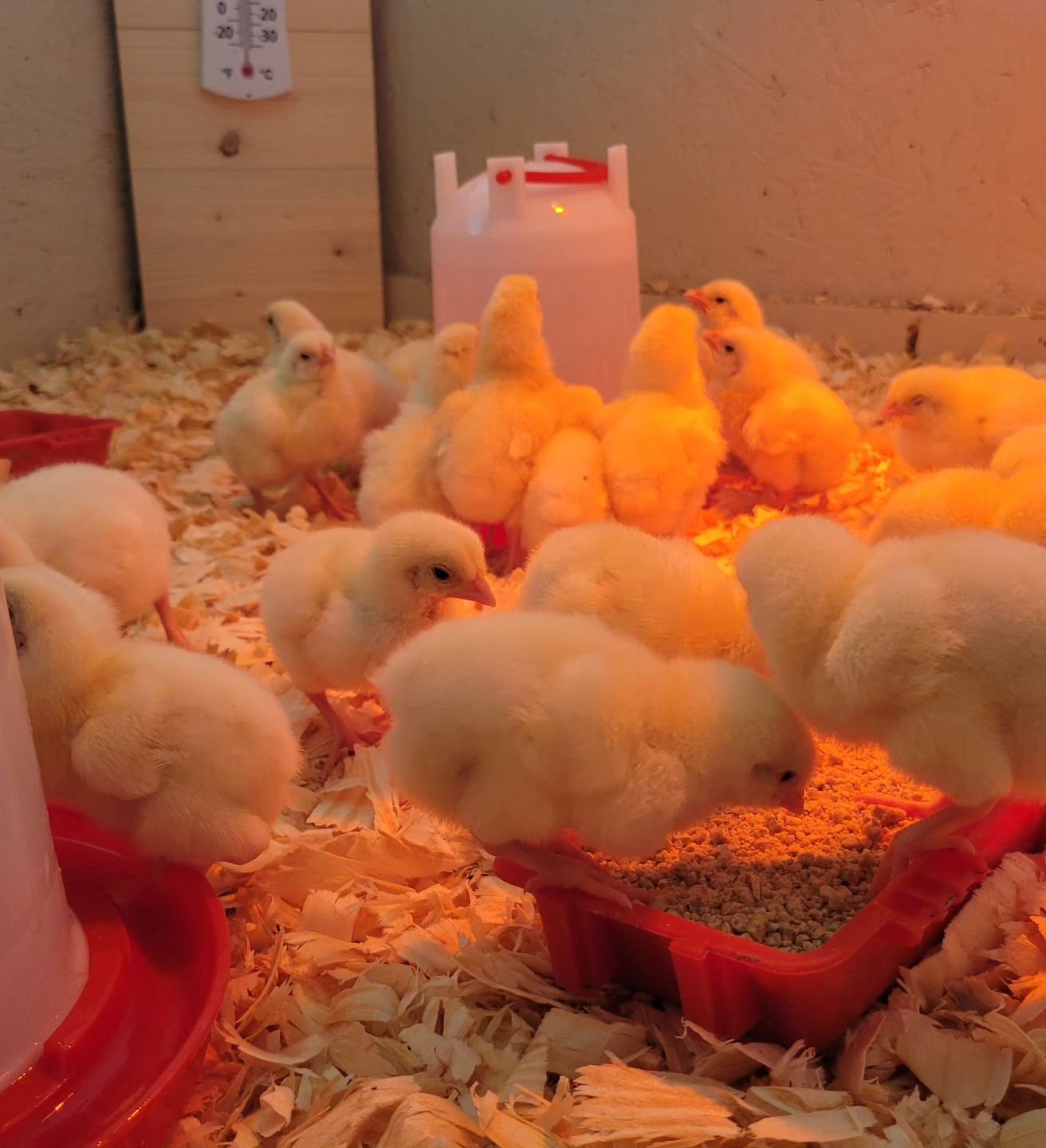 We currently have 45 chickens on the farm! 15 New Hampshires (8 laying hens, 7 roosters which well process for meat) and 30 Cornish Cross (meat birds).
The New Hampshires came from a farm in Montvale, VA that operates its own breeding program. The