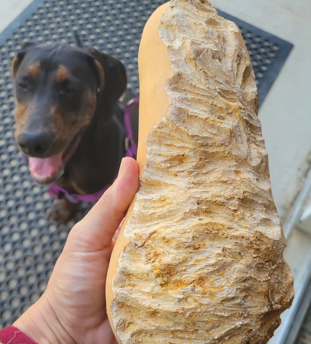 Ya win some, ya lose some. Some little animal had a feast on this butternut squash. So. Many. Teeth.
