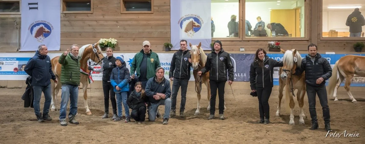 Erfolg mit Strahlkraft: Haflinger Unterwirt prägt die Hengstkörung mit Siegerhengst