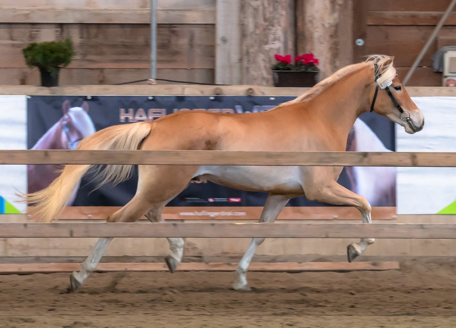 haflinger-unterwirt-hengst-koerungssieger-wagner-2.jpg