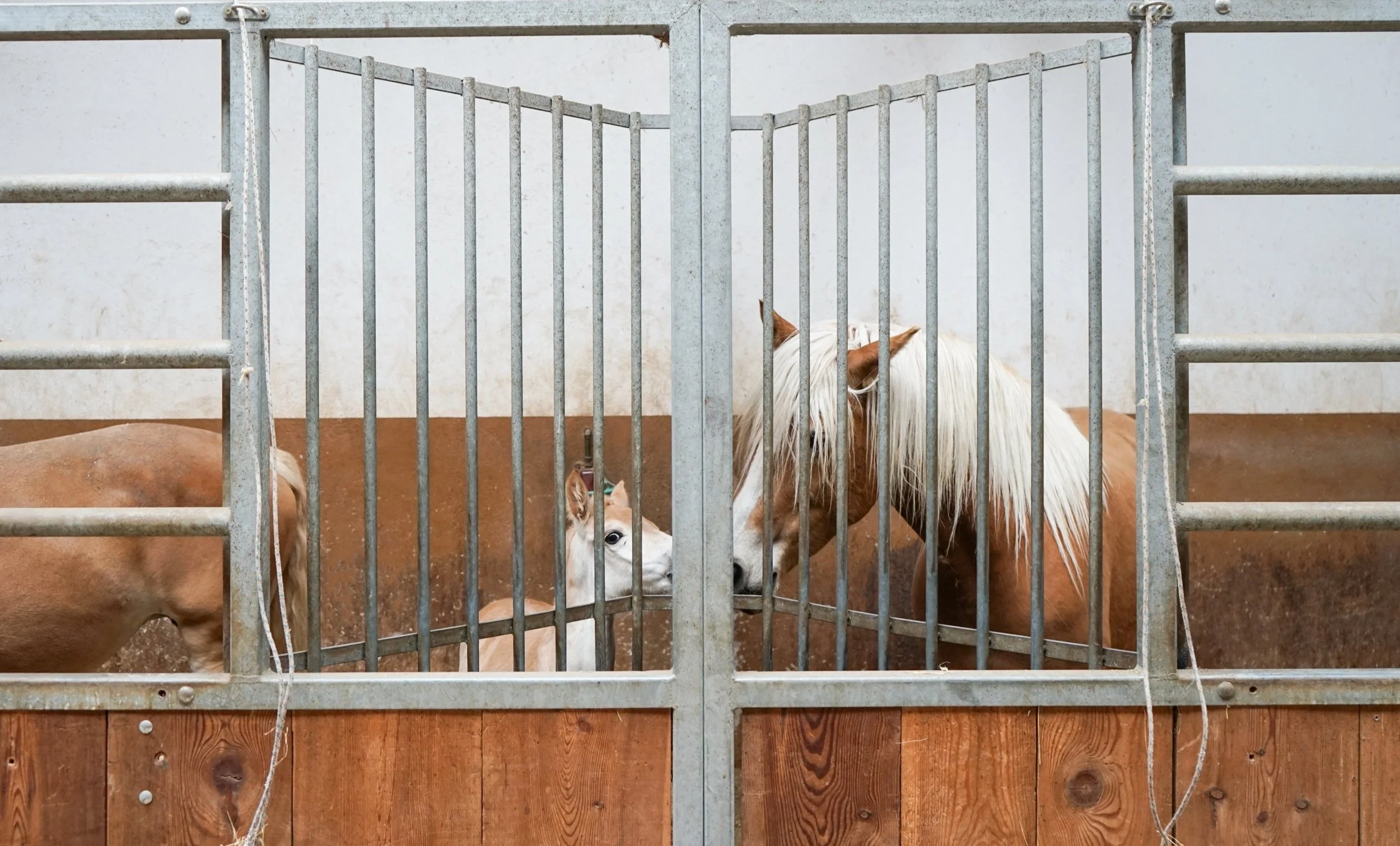 Haflinger Unterwirt - Haflingerstute und Fohlen