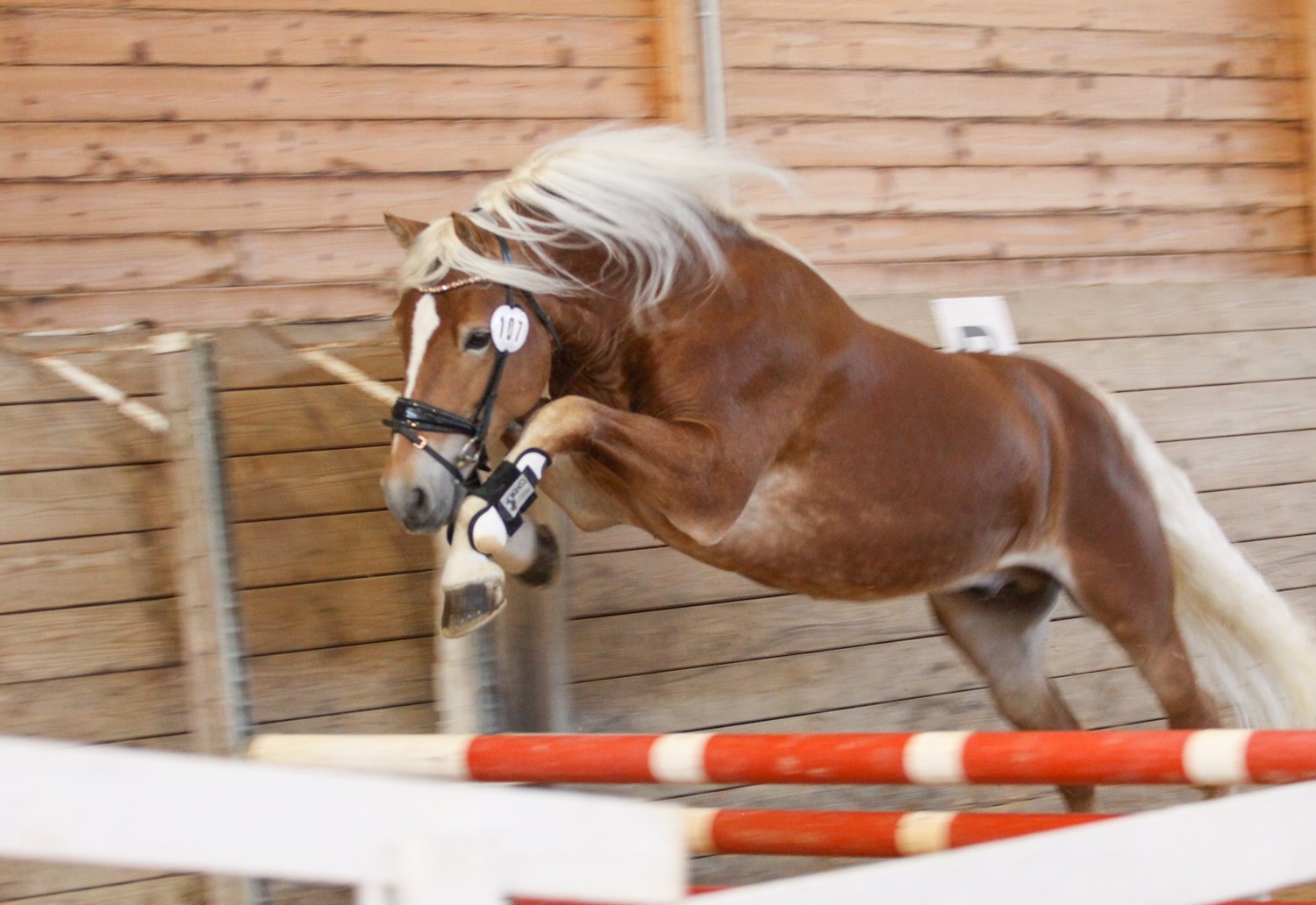 haflinger-unterwirt-zuchthengst-adlerfels-2-springen-reithalle.jpg