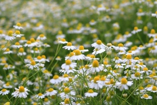 Acupuncture for Allergies