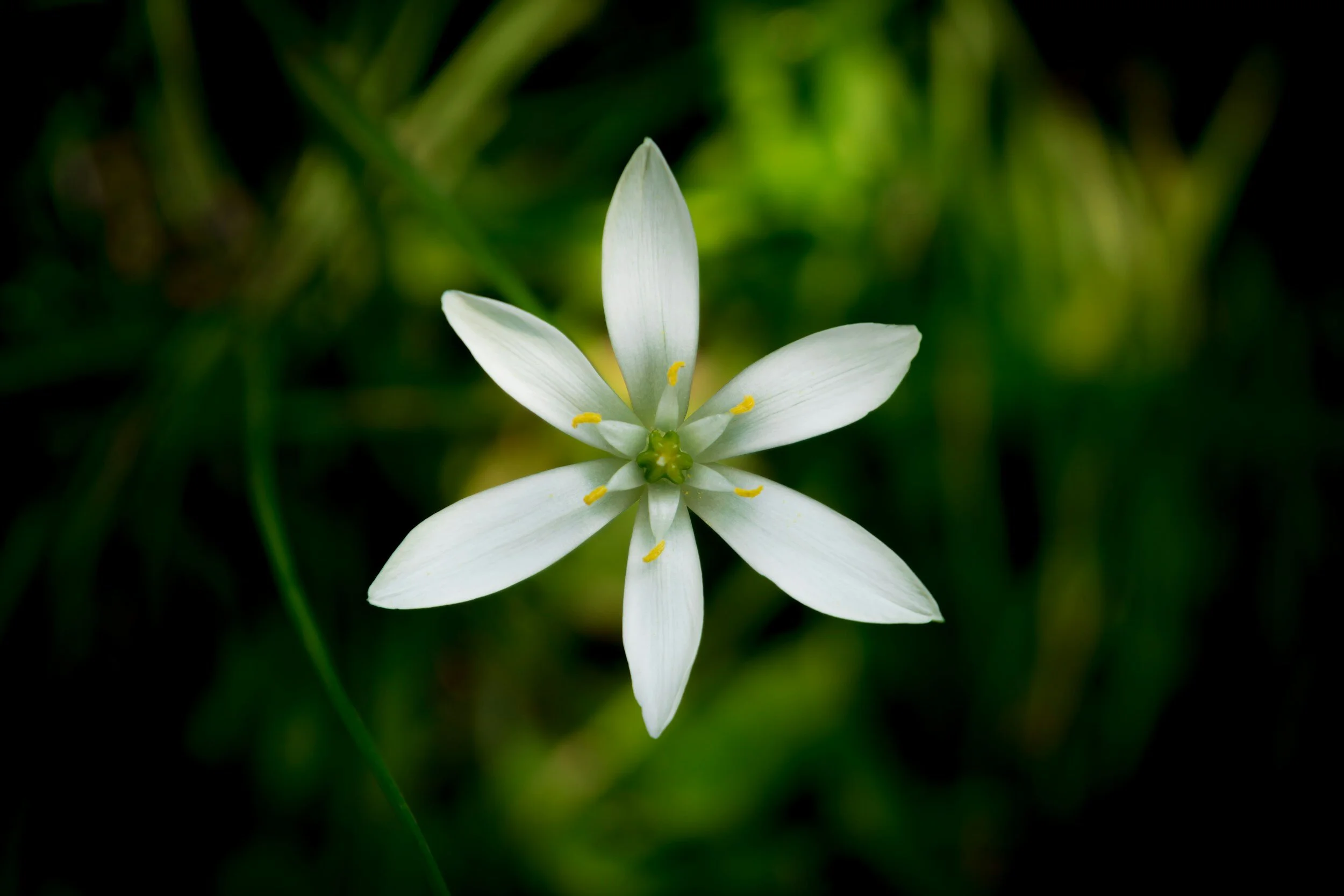 star-of-bethlehem-flower-trauma-healing