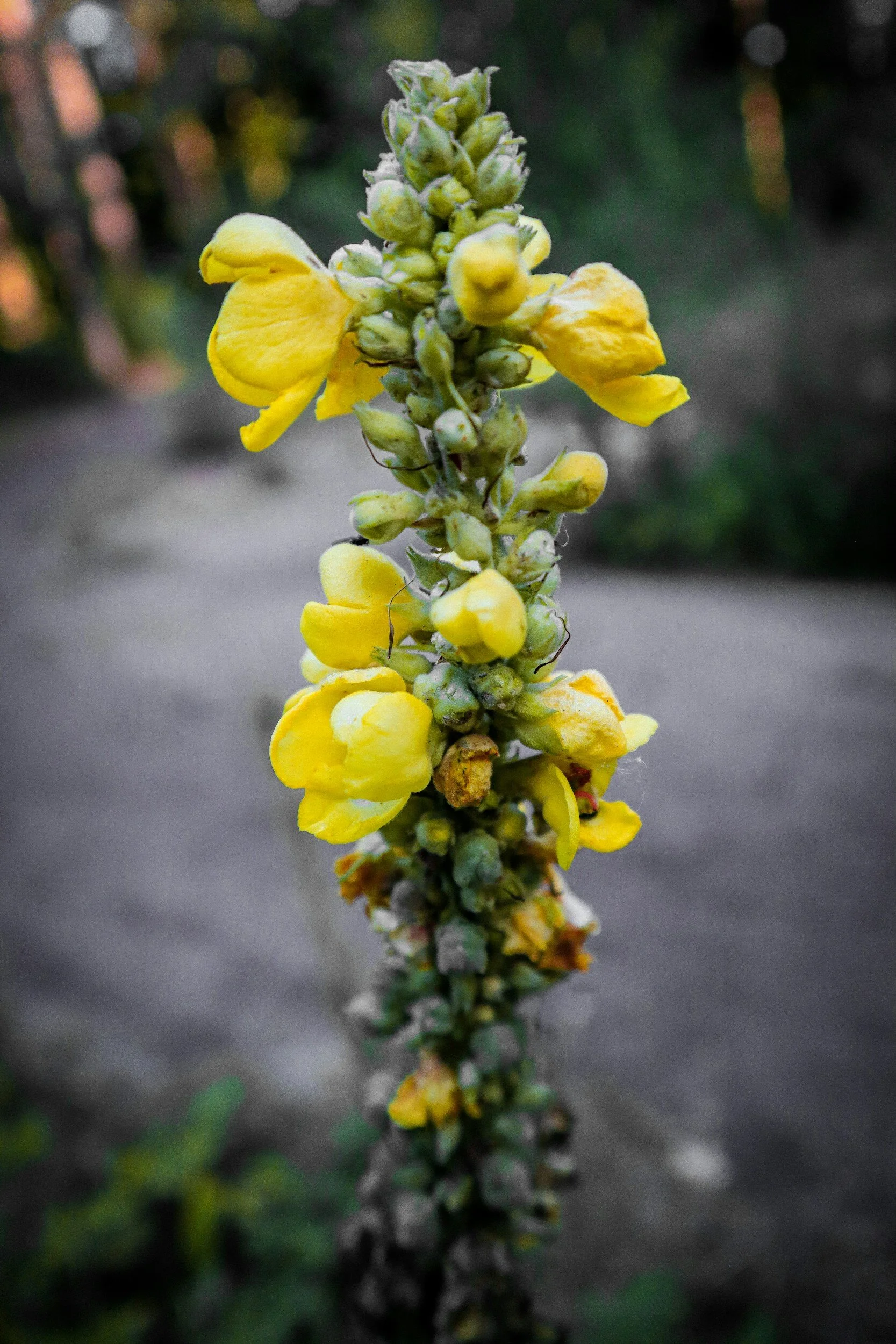 mullein-flower-self-expression