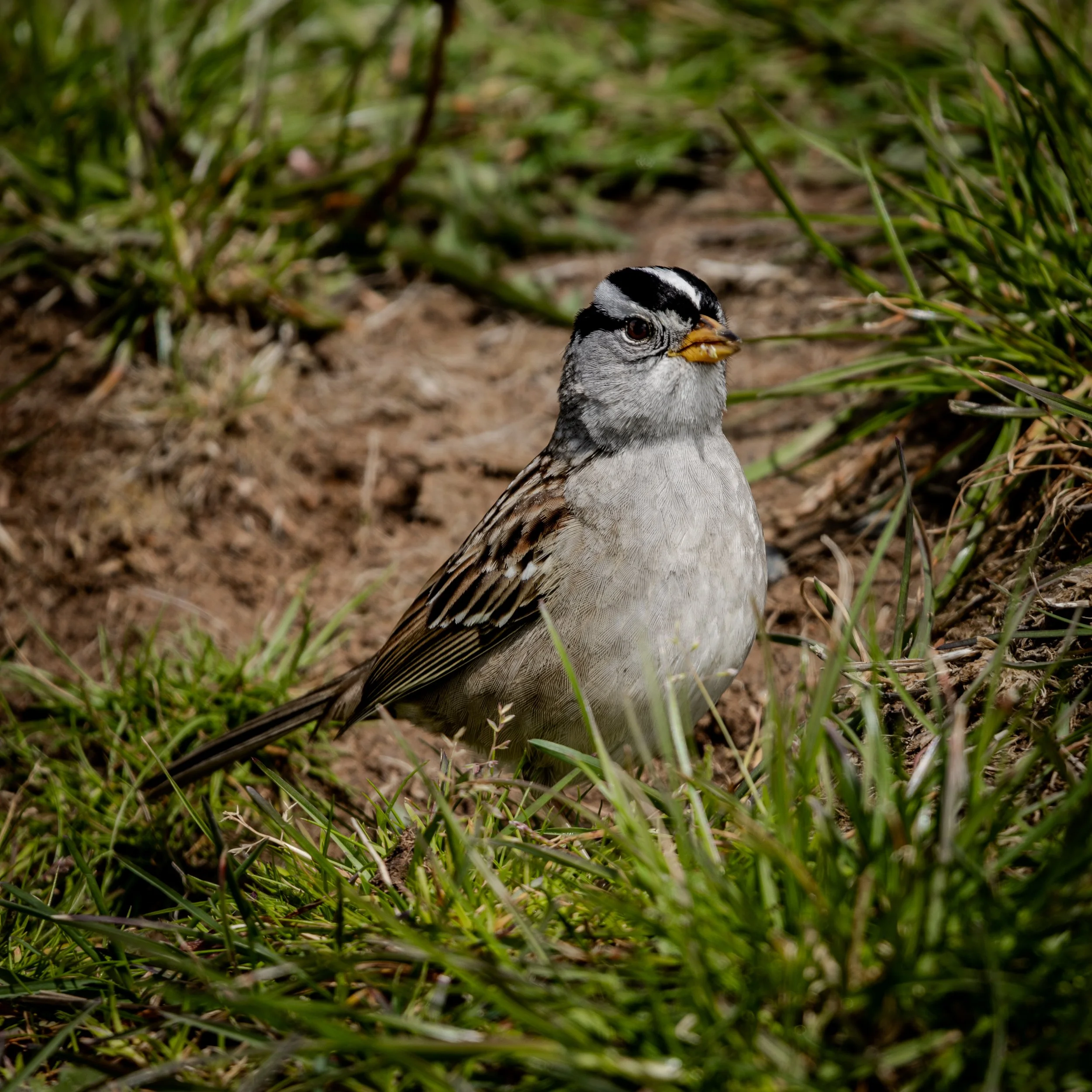 664A2681-3.jpg