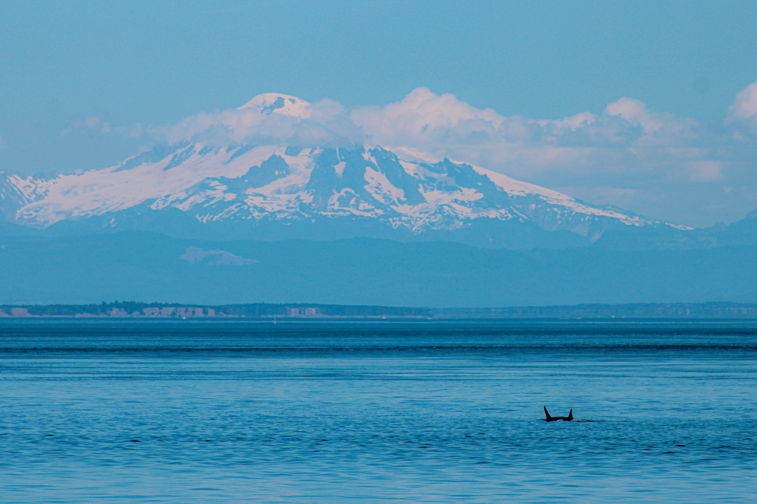 mount baker orcas.jpg