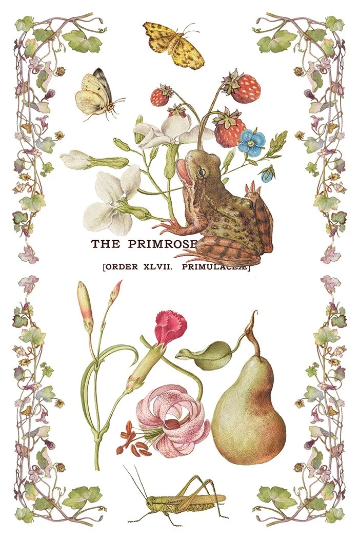 IOD-TRA-PRM Primrose Isle artwork page 6 small.jpg