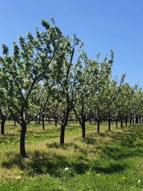 Plum trees, Szydlow.jpg