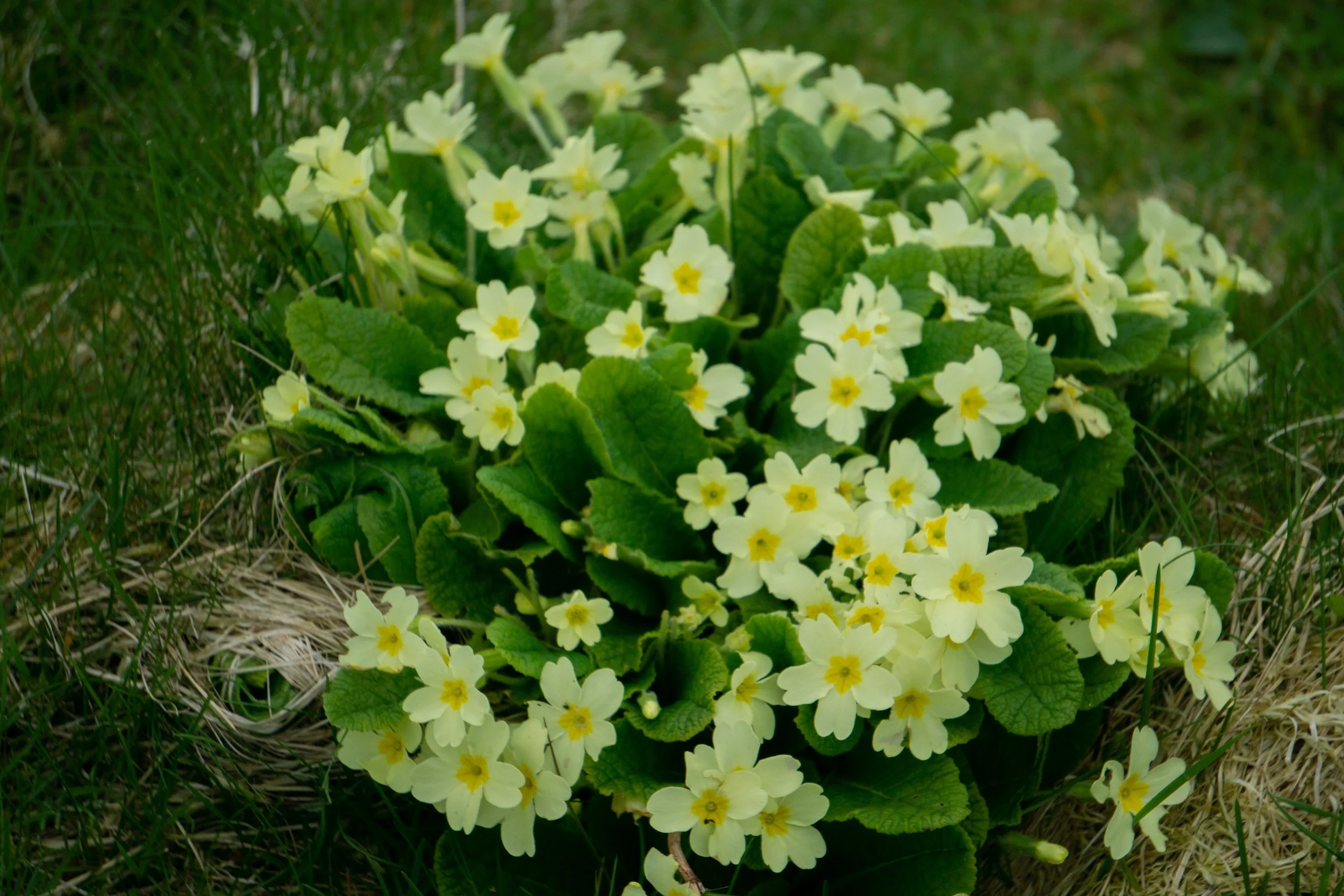 Flowers.jpg
